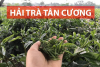 tra-thai-nguyen1.png tra-thai-nguyen1.png